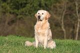 GOLDEN RETRIEVER 1058